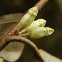 Elaeagnus latifolia L.